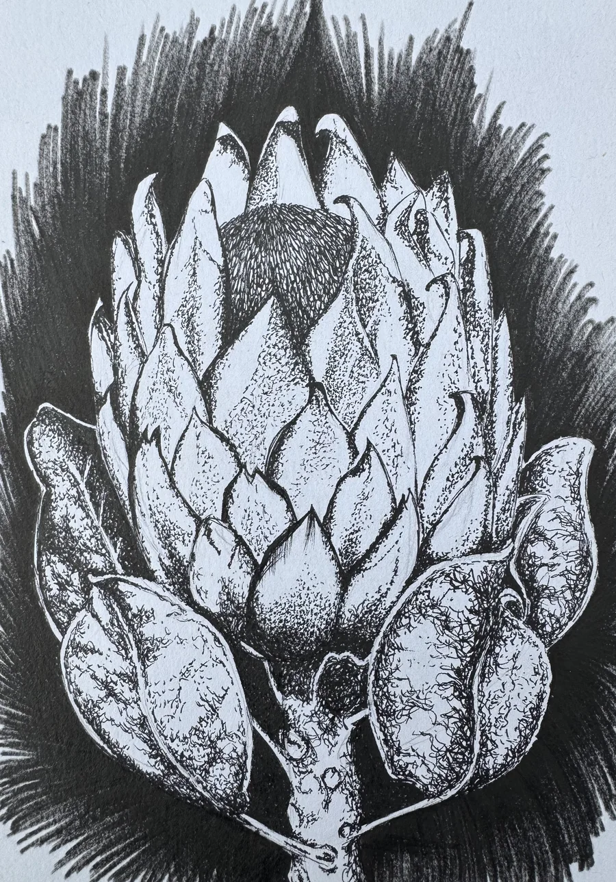 A King Protea drawn in fine-liner ink, the flower picked out in white against dense black hatching.